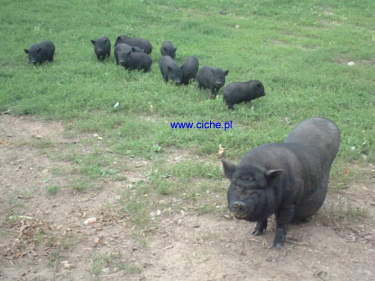 Świnki wietnamskie na trawie w mini zoo w Cichem