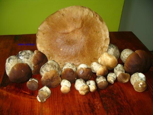 Mushrooms picked in the forests of the Brodnica Lake District.