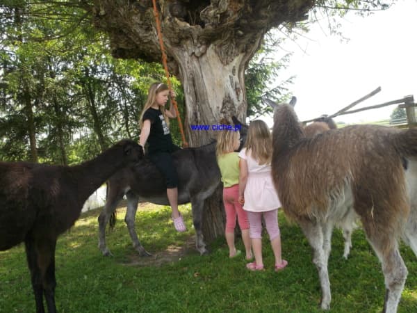 Dzieci z lamą i osiołkiem w mini zoo w Cichem